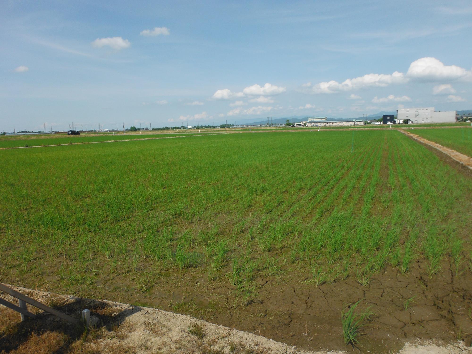 直は機直は：全景（次新1440）