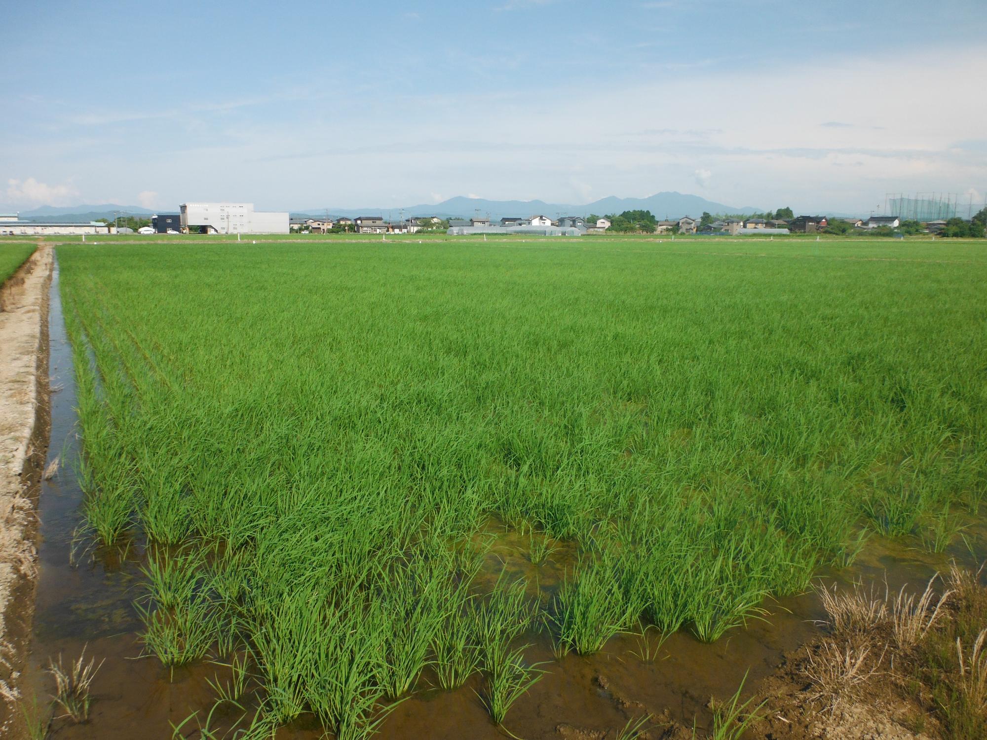 直は機直は：全景（次新1440）