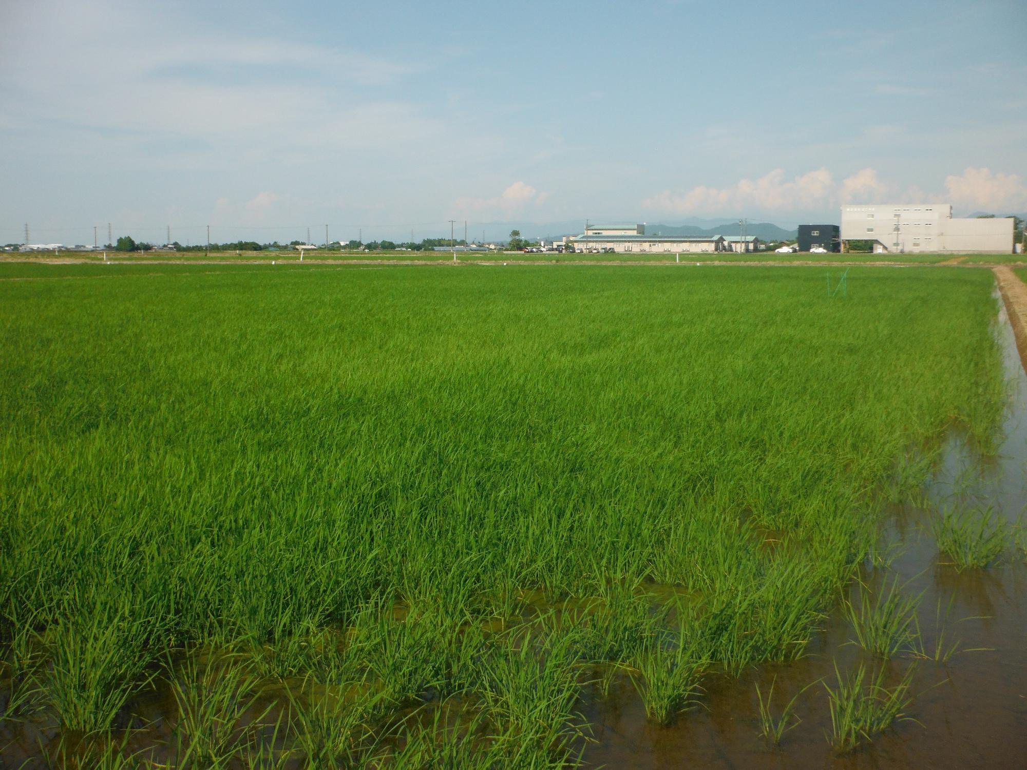 ドローン直は：全景（次新1439）