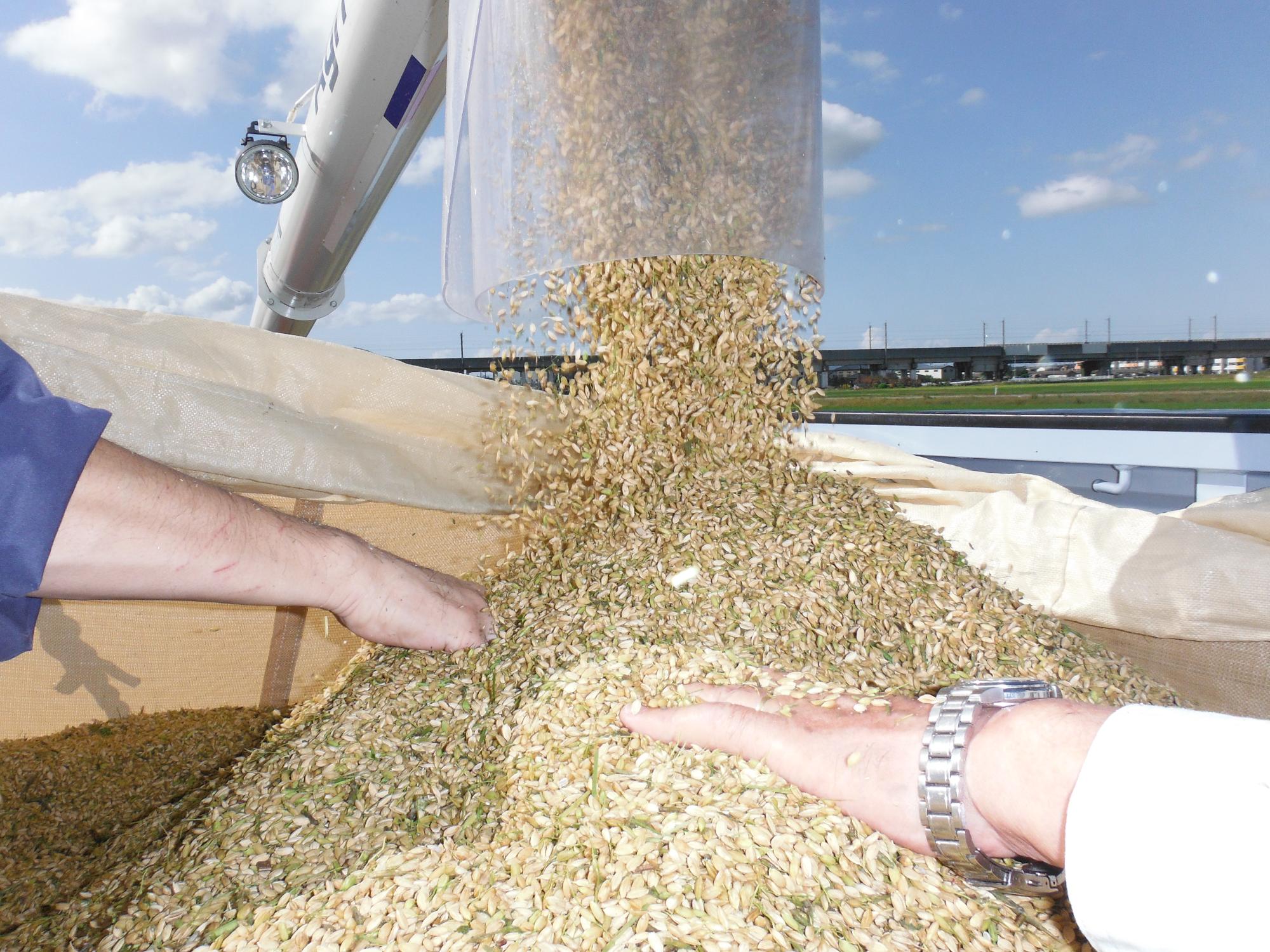 収穫直後のもみ