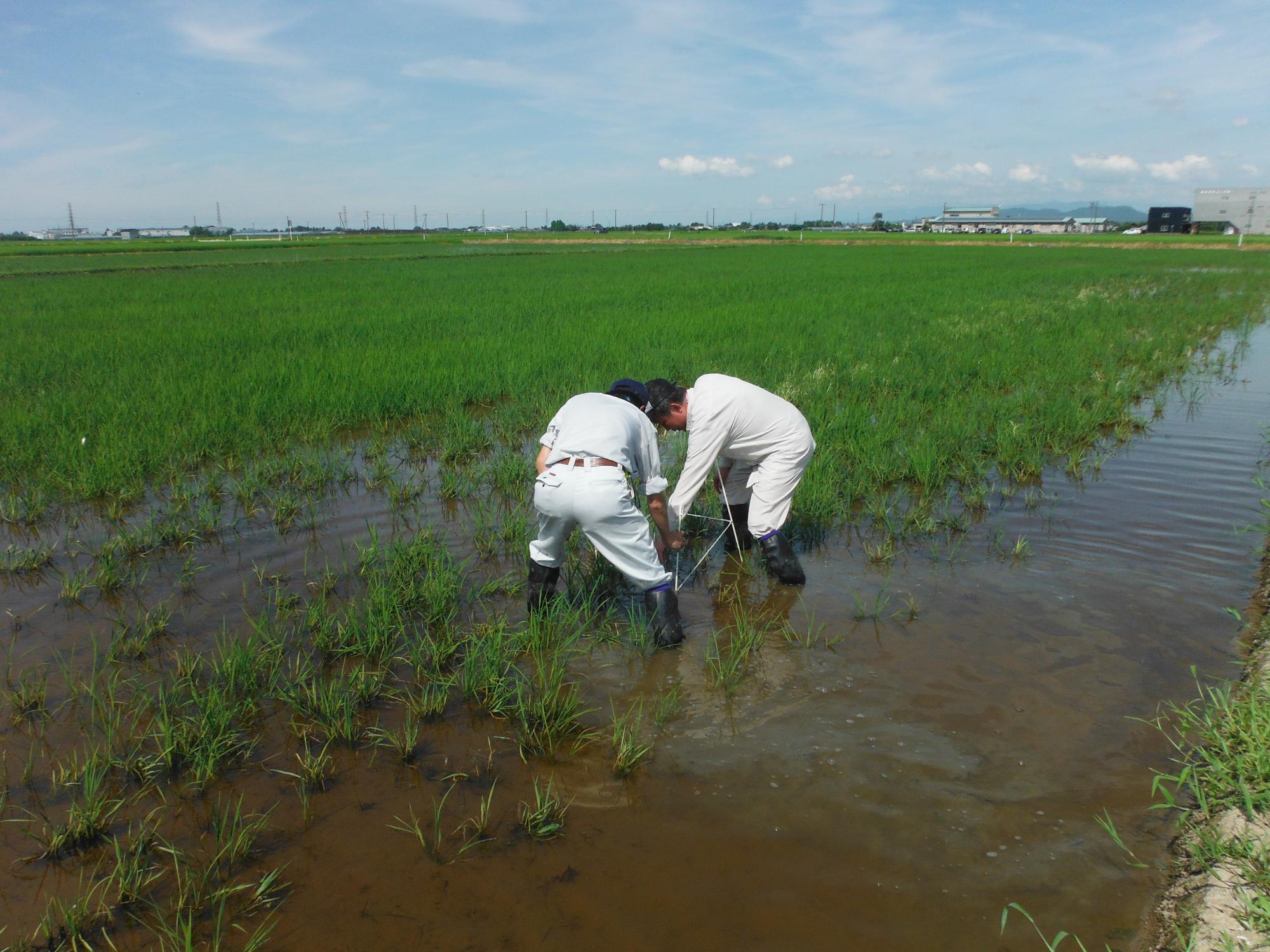 ドローンで播種を行った圃場の生育調査の様子