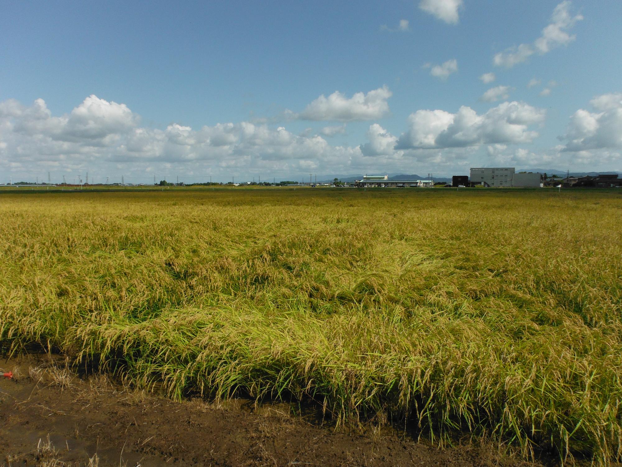 直は機で播種を行った圃場。
