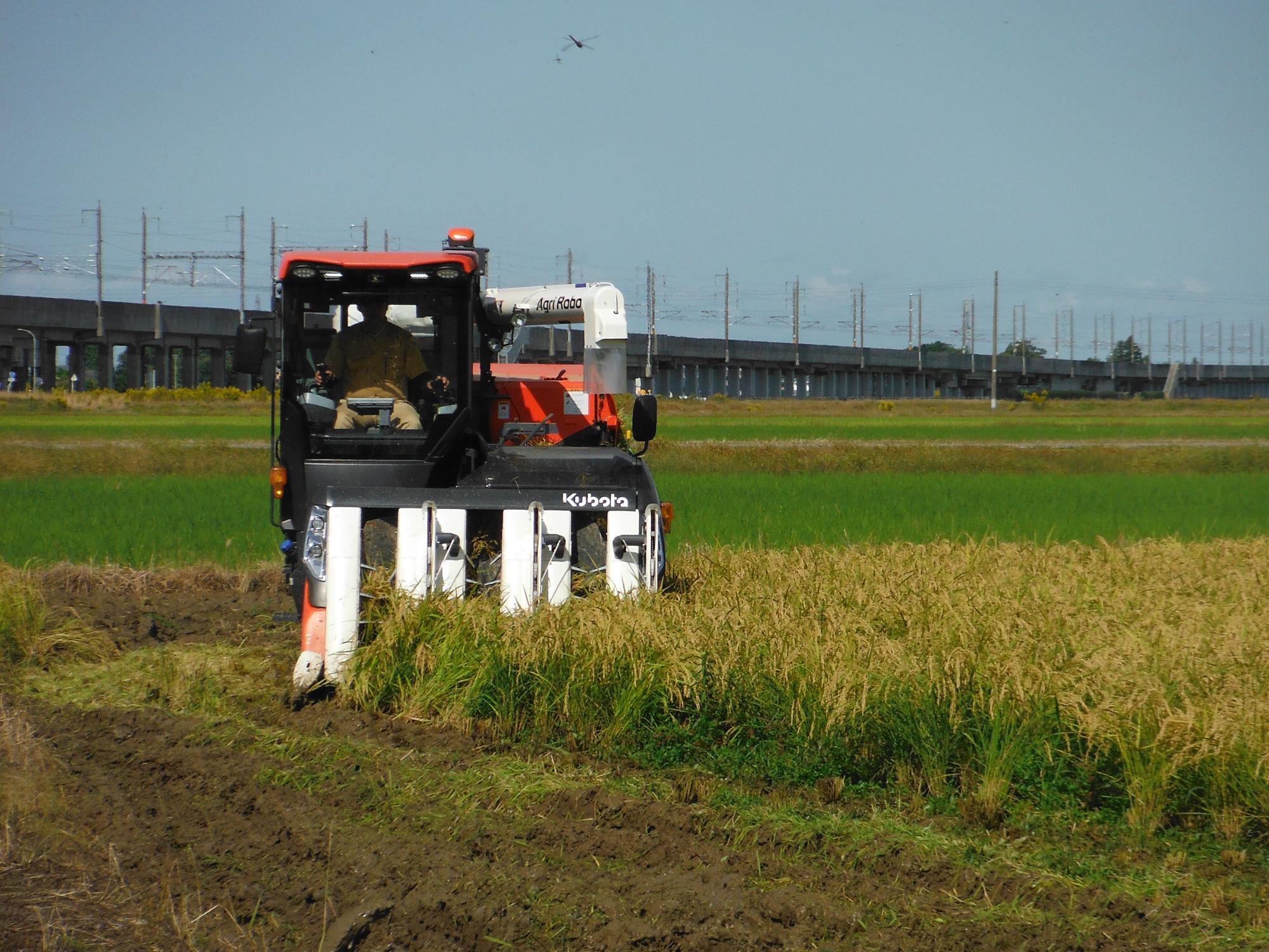 収穫作業の様子