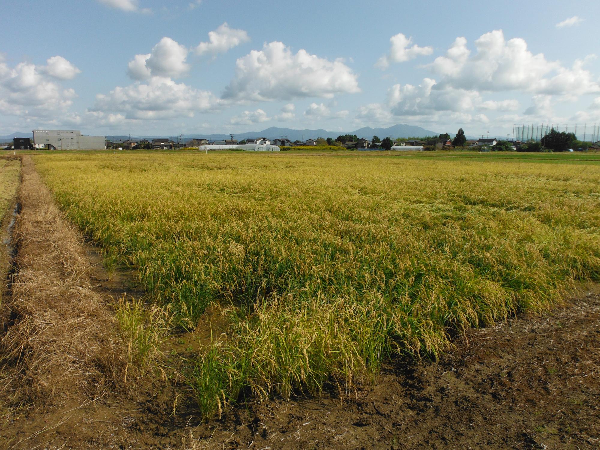 ドローンで播種を行った圃場。