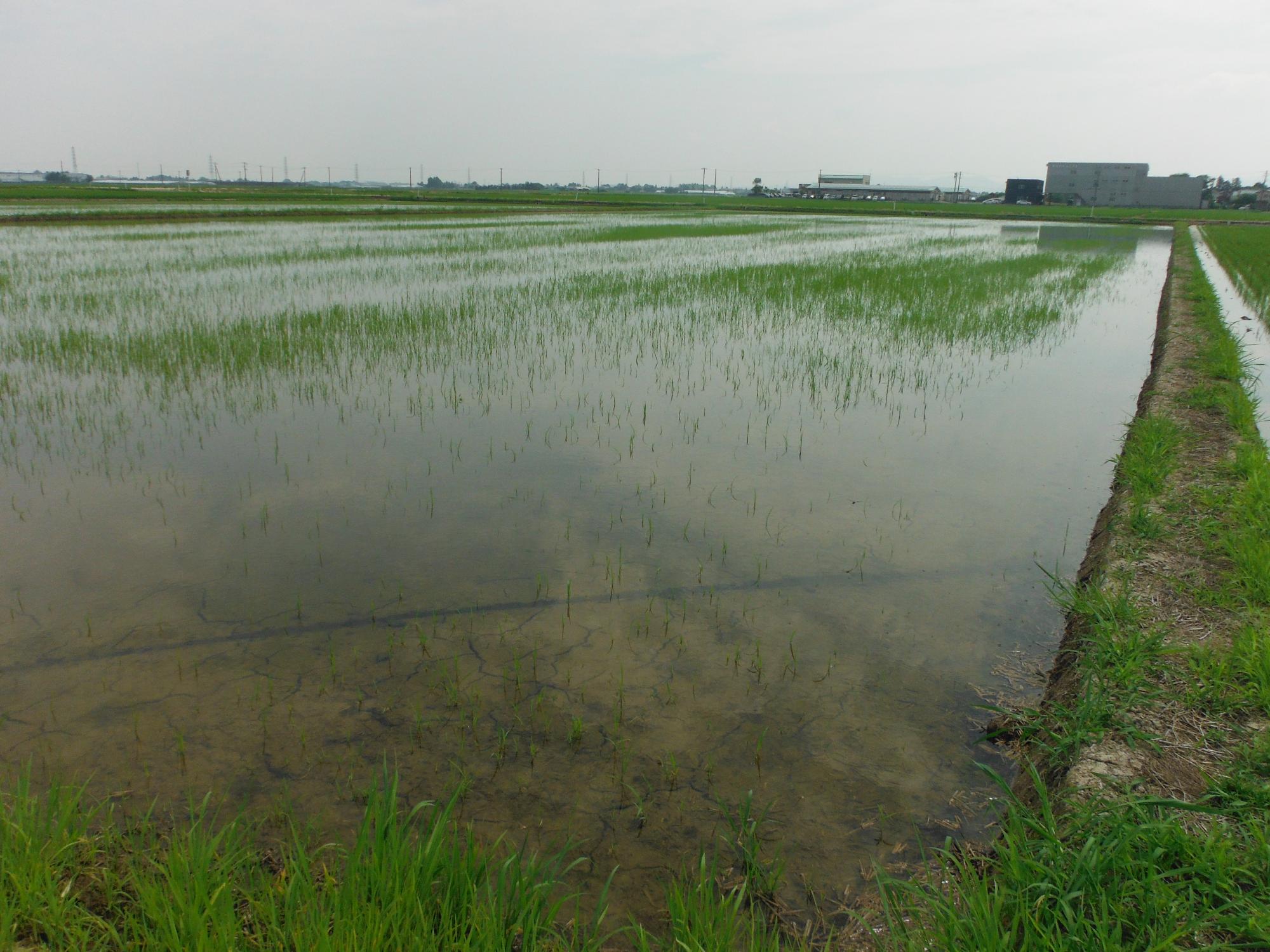 ドローンで再播種を行って2週間後の圃場。