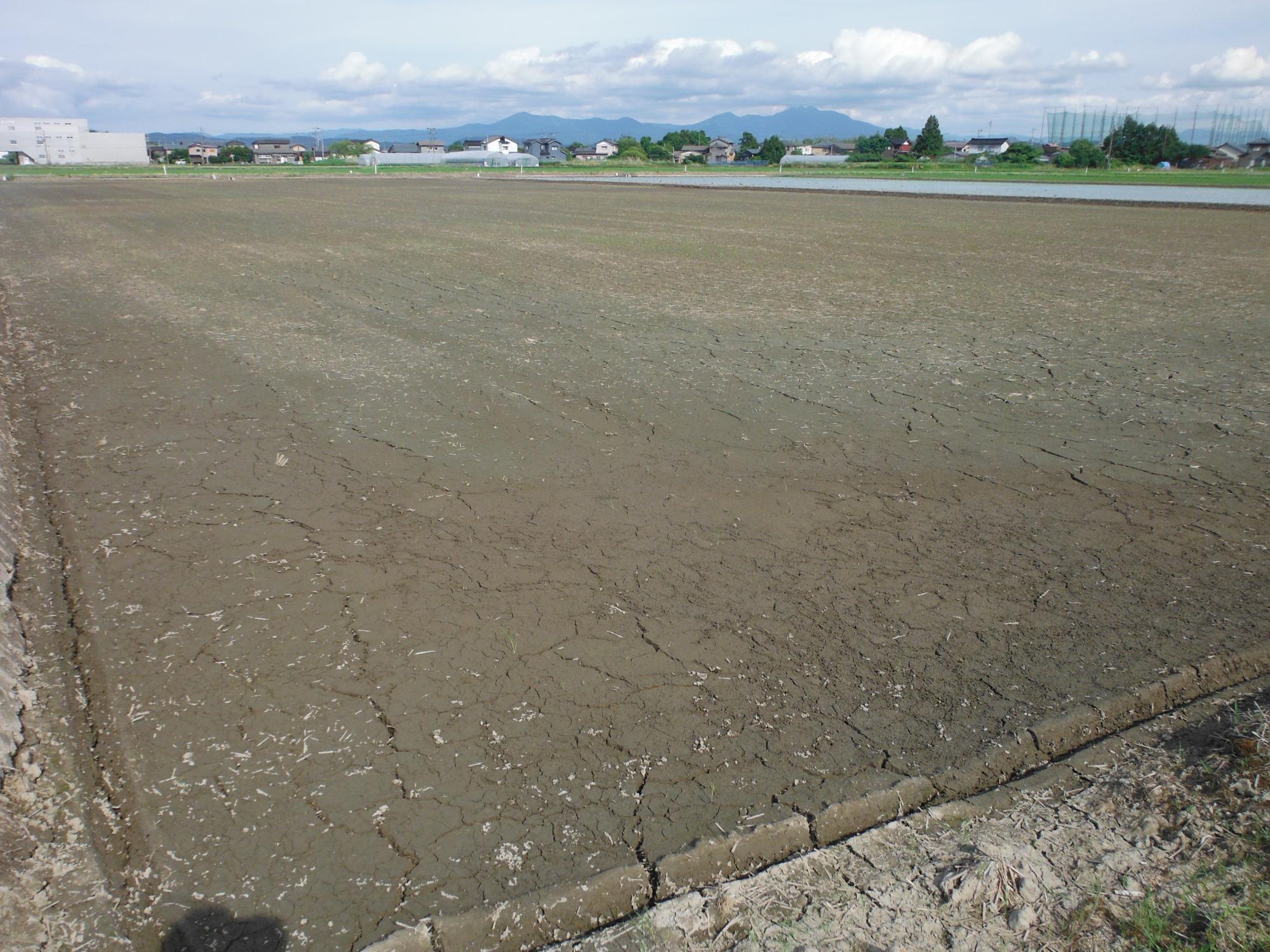 ドローンで播種した圃場