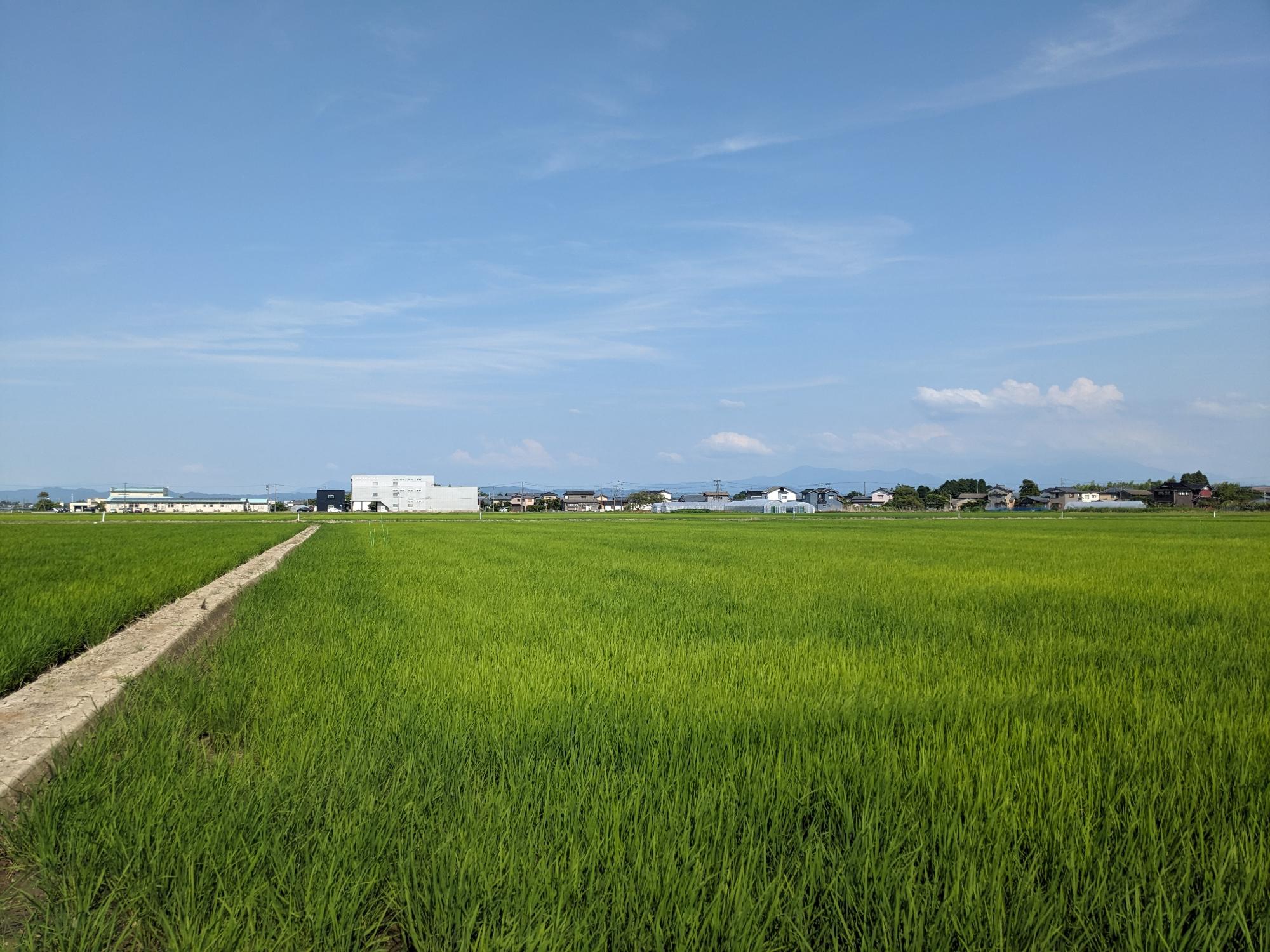 ドローン直播