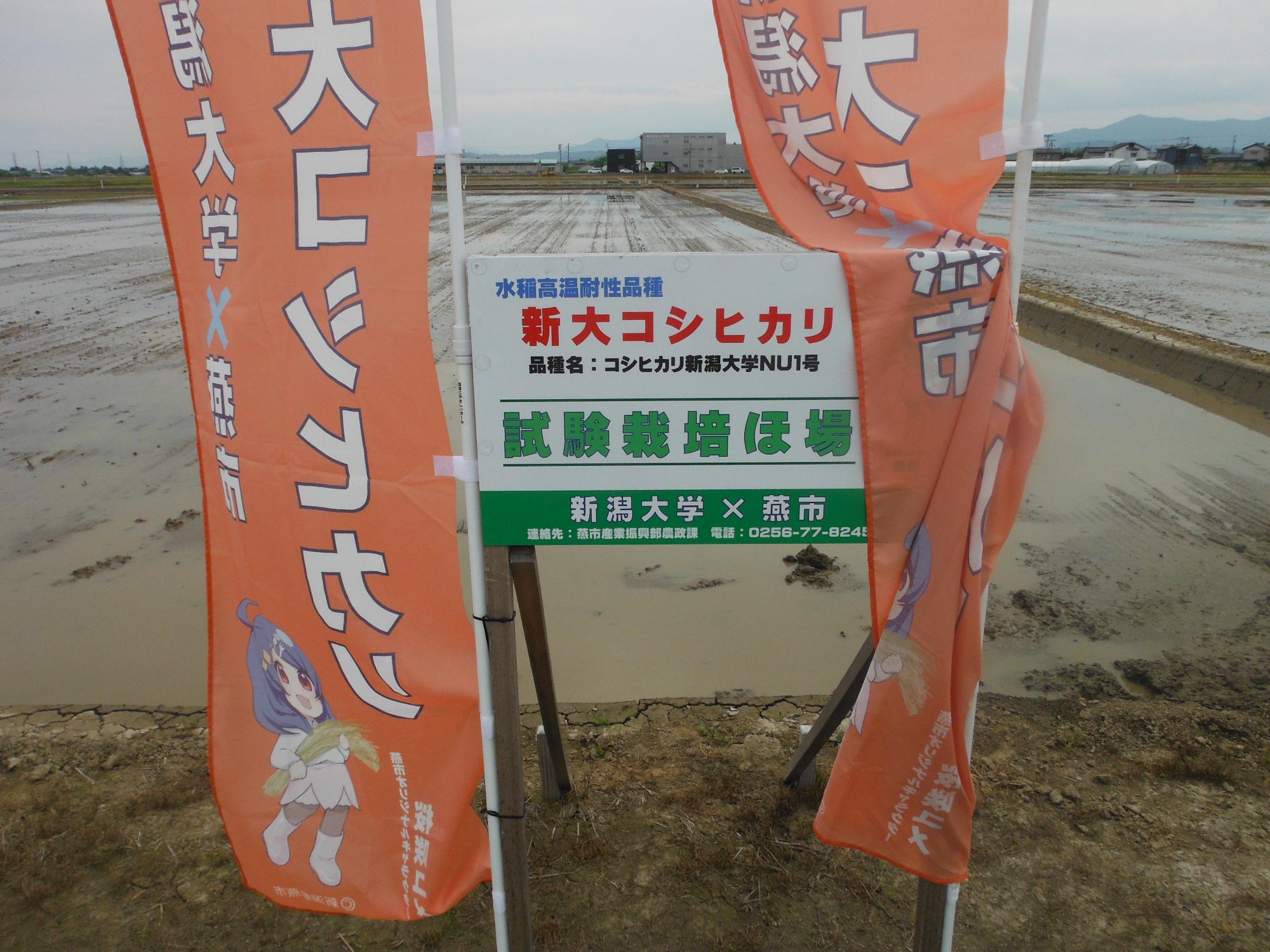 圃場には看板が設置してあるので、どなたでも見学可能です。