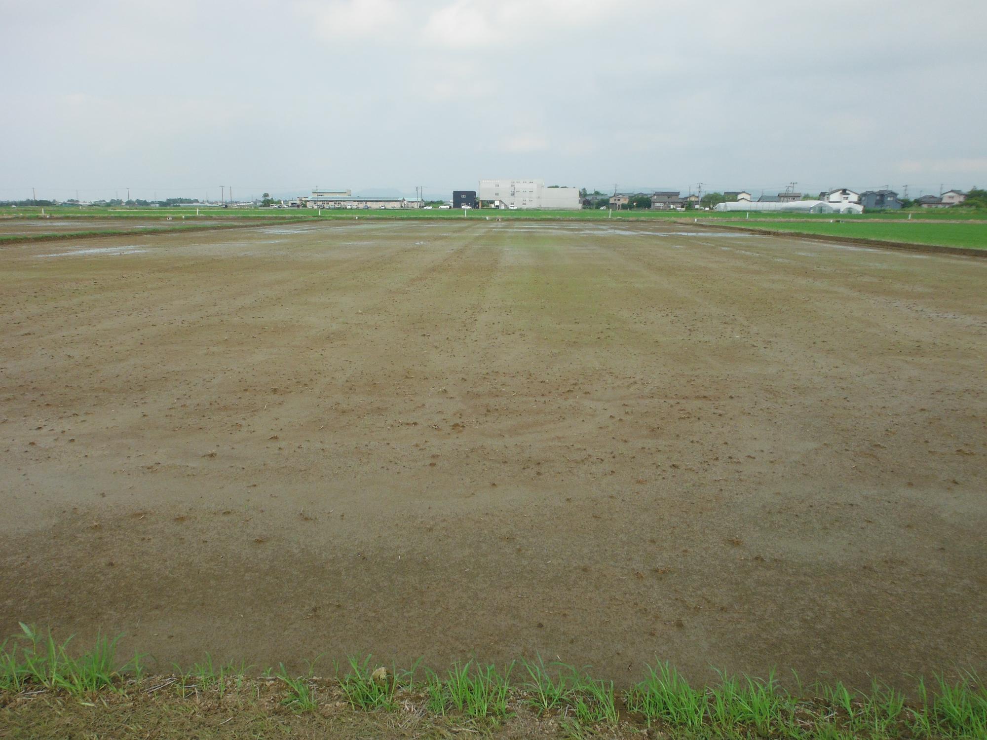 ドローンで再播種を行って1週間後の圃場。