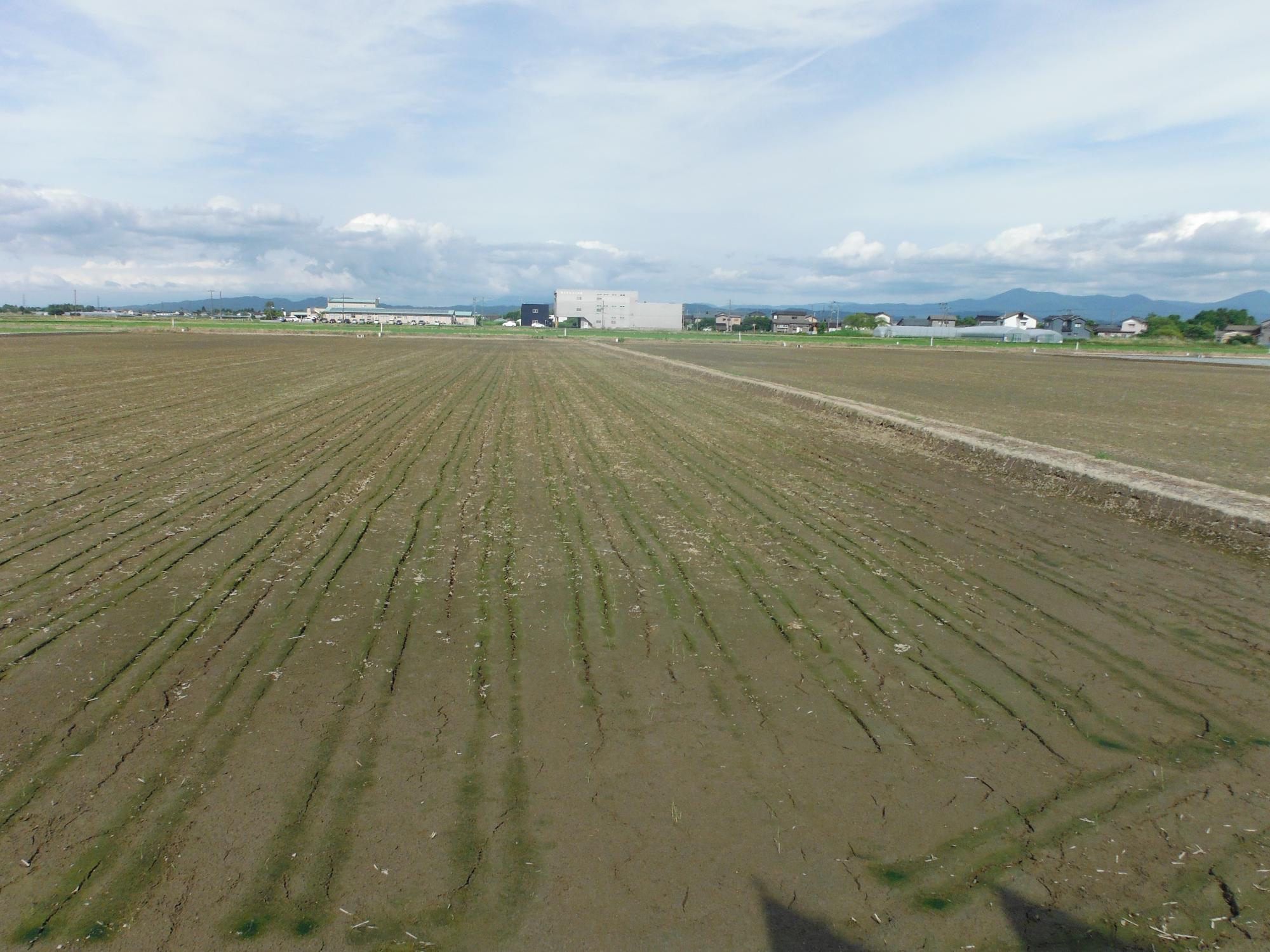 直は機で播種をおこなった圃場