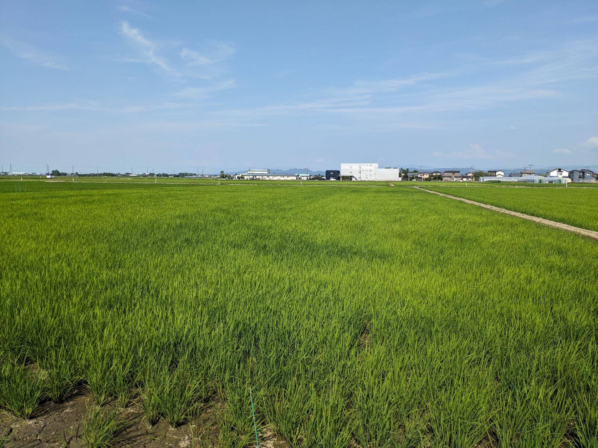 直は機直は