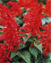 真っ赤なサルビアの花がたくさん生い茂っている写真