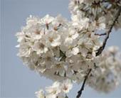 白っぽい桜の花が枝いっぱいにぎっしり咲いている写真