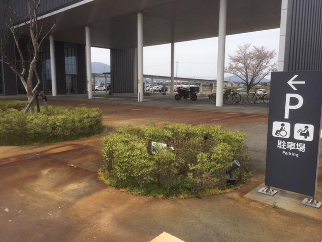 駐車場を示す立て札の横に苗木とアオギリが植えられている写真