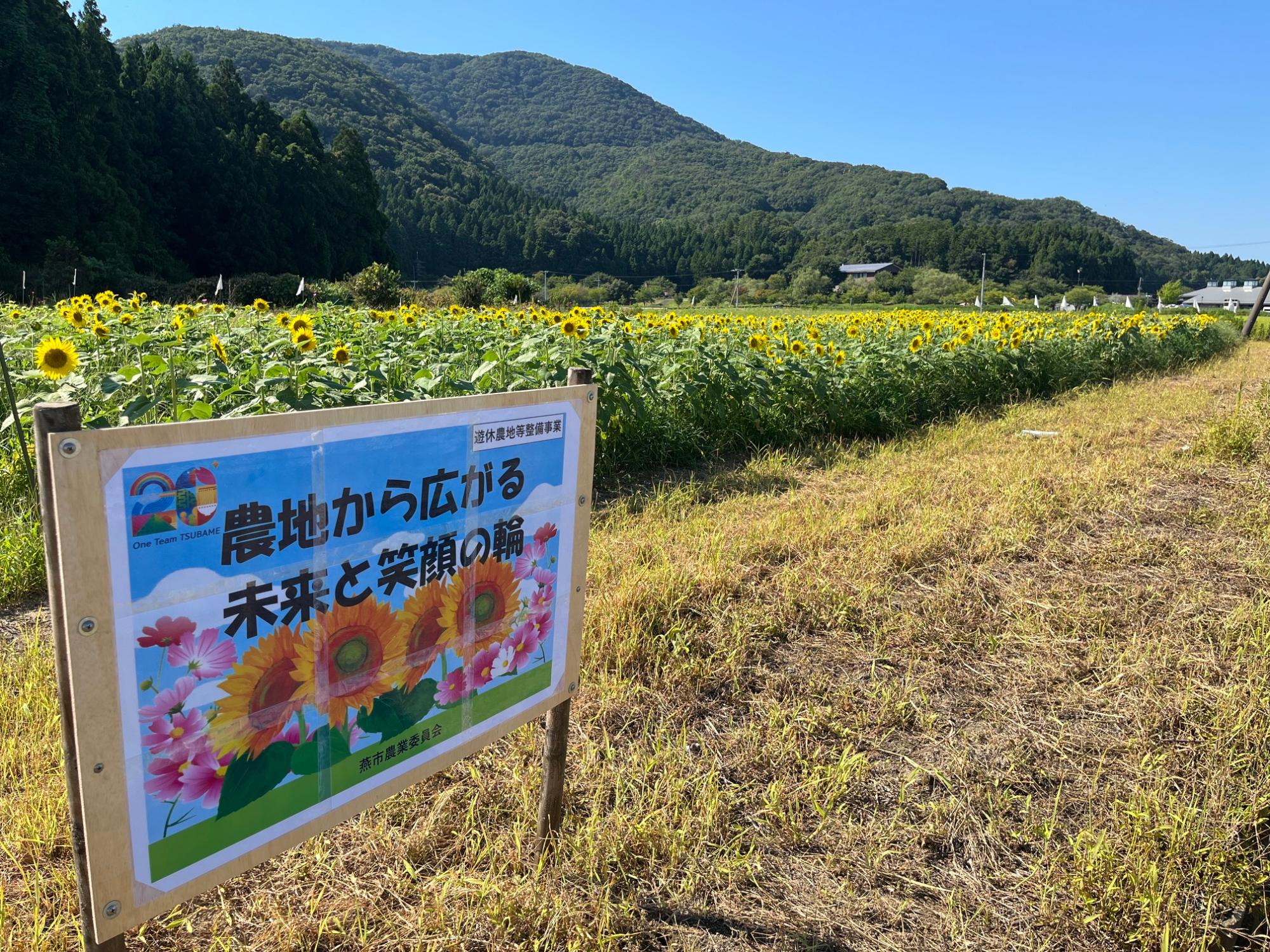 令和8年度遊休農地整備のひまわりが見ごろです1