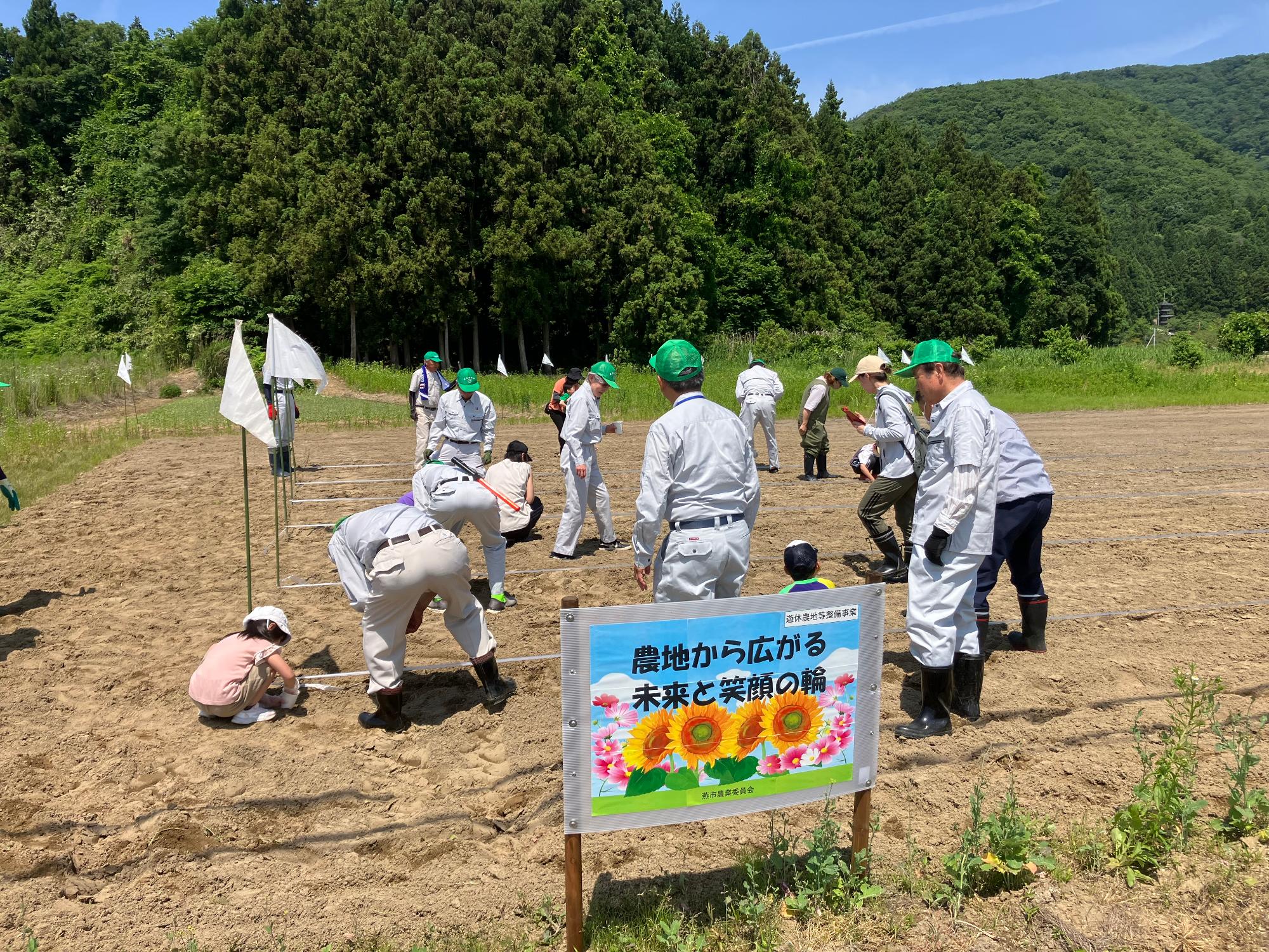 ひまわりとコスモスの種まきの様子3