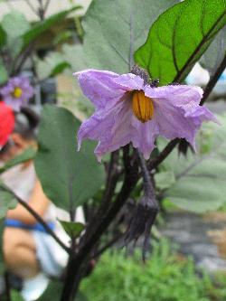 茄子の花