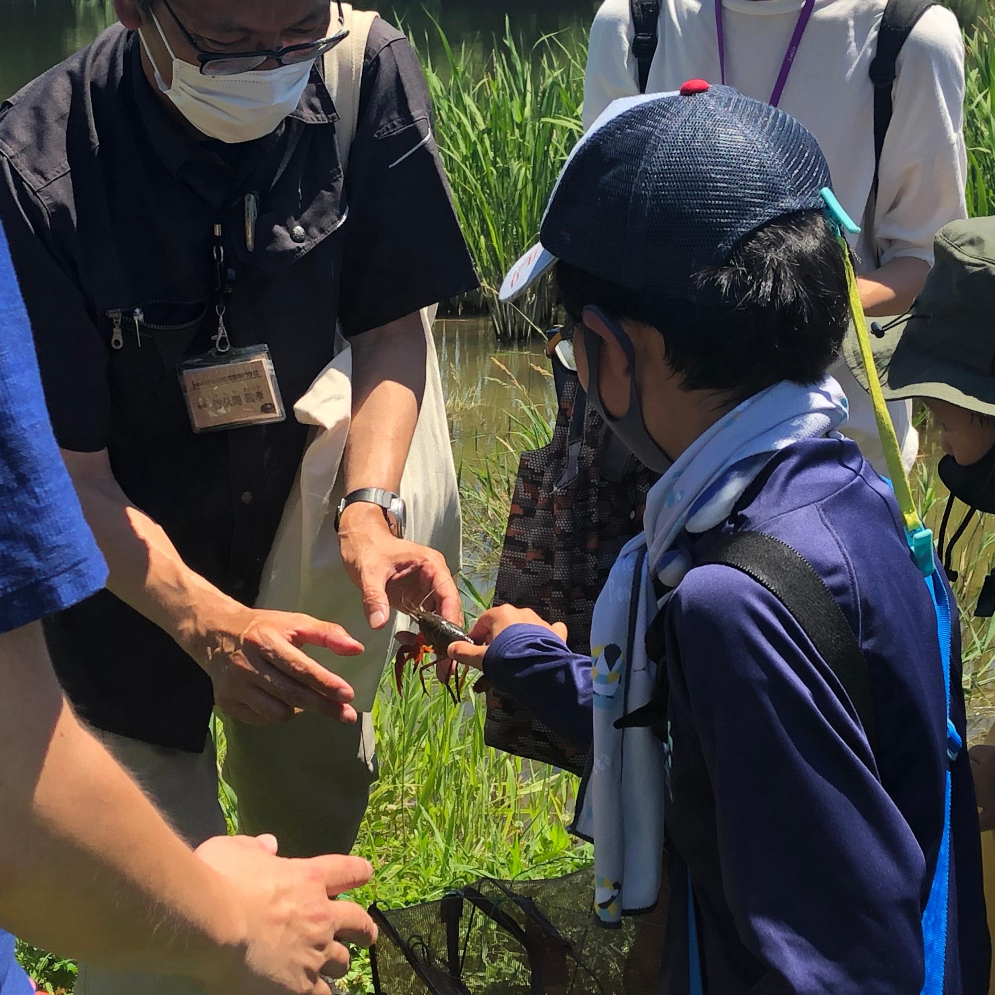 ザリガニを初めて触る少年