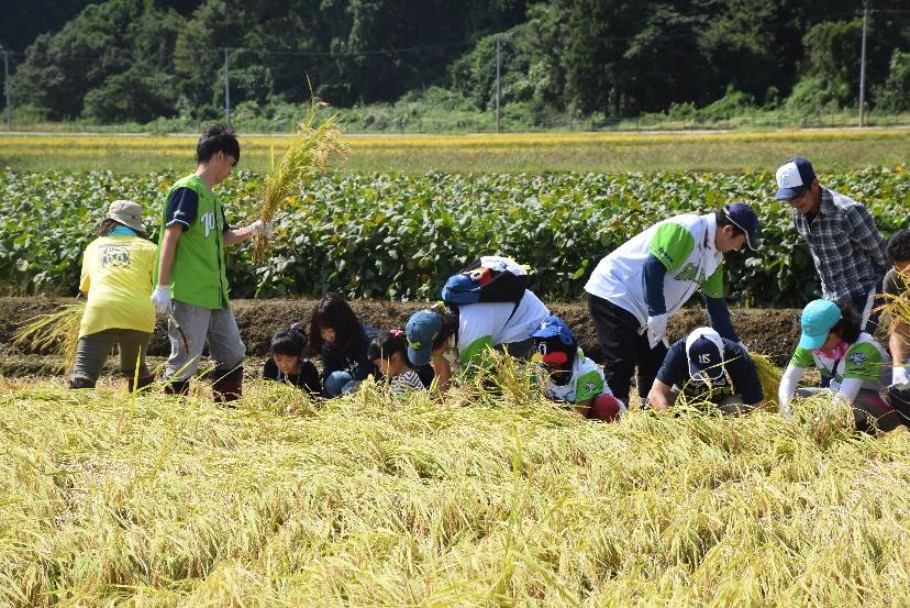 稲を収穫する児童と保護者たちの写真