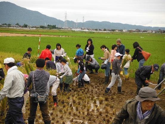 児童と保護者達が鎌を使って稲刈りをしている写真