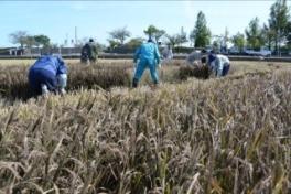 青い作業服を着た人たちが田んぼで農作業をしている写真