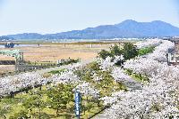 桜満開の大河津分水堤防