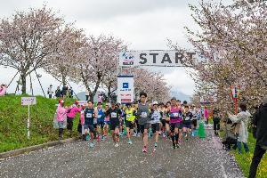 桜マラソン