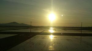 水をたたえた水田に朝日の光が反射している様子の写真