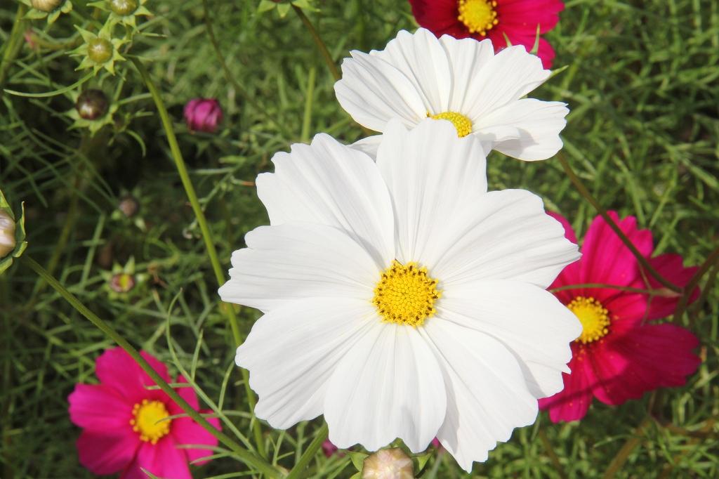 白いコスモスの花を拡大した写真