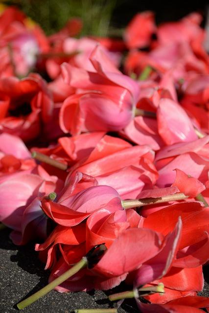 赤いチューリップの花の写真