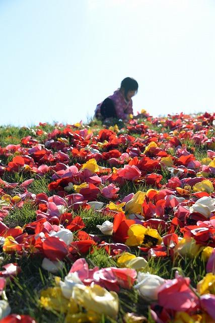 芝生に敷き詰められたチューリップの花々と女の子の写真