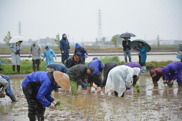 雨が降る中で田植えをする人々の写真