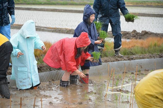 雨合羽を着て田植えをする女の子たちの写真