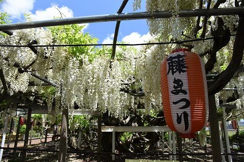 八王寺で咲き誇る藤まつりと書かれた提灯の後ろの白藤の写真