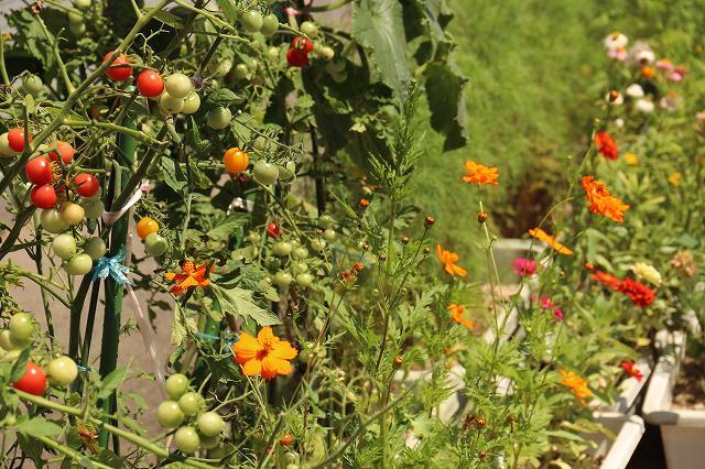 保健センター前のプランター内のプチトマトや花が咲き乱れている様子を写した写真