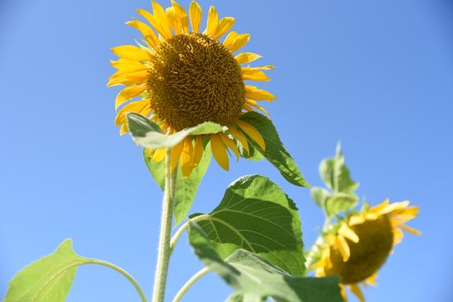 陽光にたらされる2輪のヒマワリの花の写真