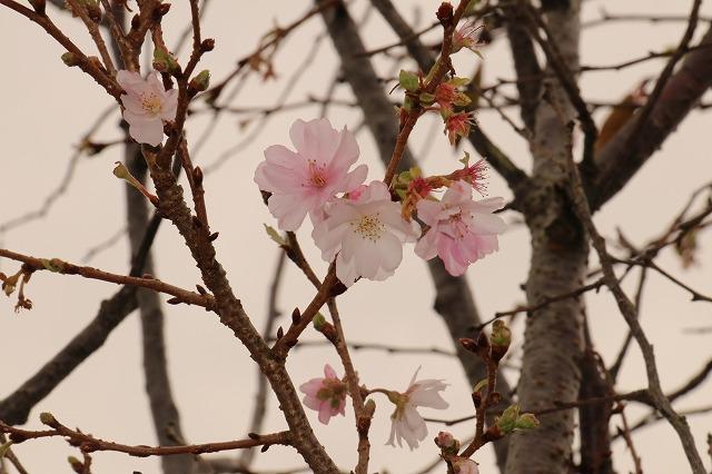 開花した桜を拡大して撮った写真