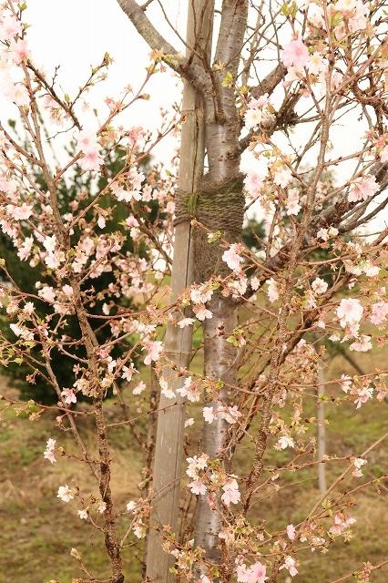 桜の花を咲かせた樹の写真