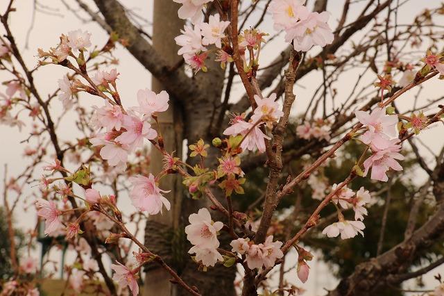 花を咲かせた10月桜の写真