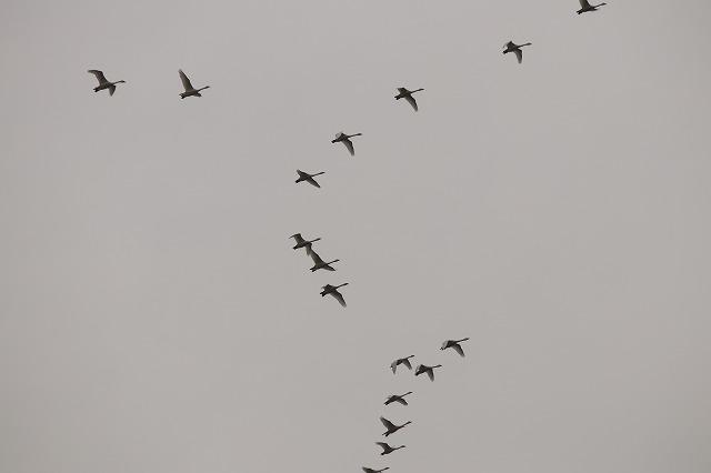 列を成して飛ぶ白鳥の写真