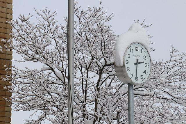 雪が積もった木々と時計台の写真