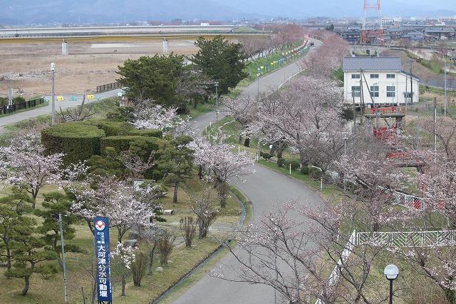 桜の木々が咲いている様子を上から見下ろして撮影した写真その1