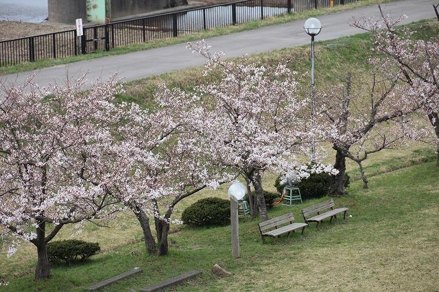 桜の木々が咲いている様子を上から見下ろして撮影した写真その2