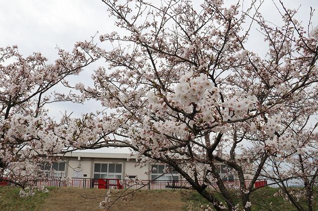 桜の花がほぼ咲いている様子の写真その1