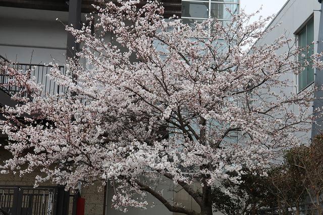 桜の花がほぼ咲いている様子の写真その2
