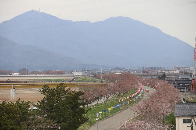 道路の沿道に並ぶ3分咲きの桜並木とその奥にそびえている大きな山の写真