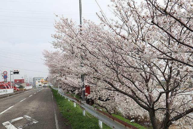 道路向かって右側沿いに咲いている桜の木々の様子の写真