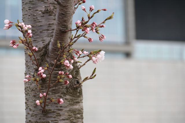 広場にある3分先ぐらいの桜を接写した様子の写真