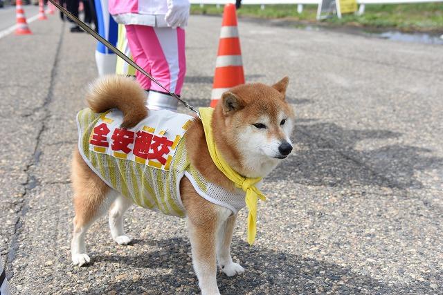 交通安全と書かれた服を着て待機している犬の写真