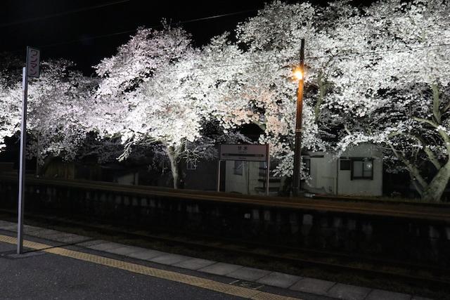 ライトアップされた夜桜の様子の写真